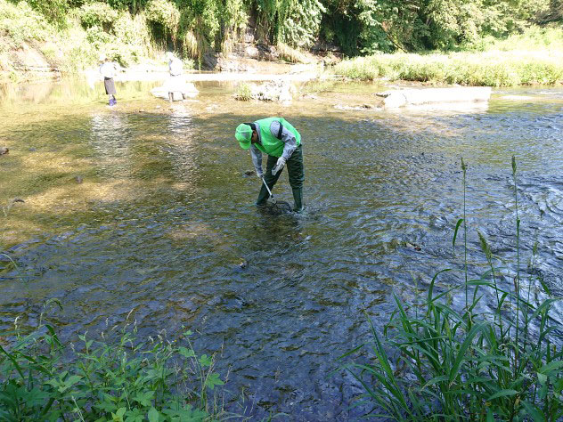 河川の清掃、生物調査